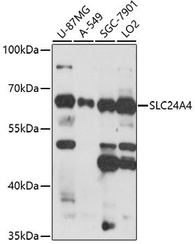 Western blot
