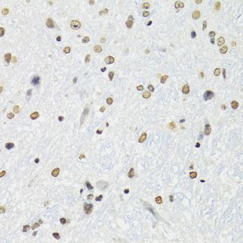 Immunohistochemistry - SFPQ Polyclonal Antibody (144-00958)