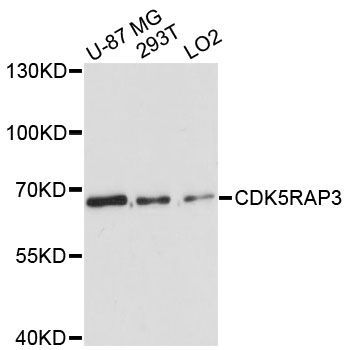 Western blot - CDK5RAP3 antibody (144-60203)