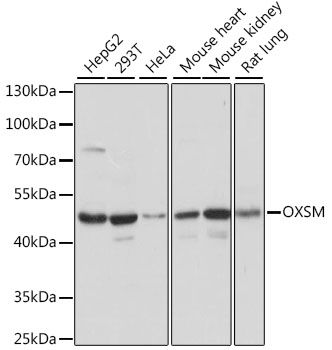 Western blot - OXSM antibody (144-015852)