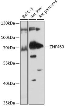 Western blot