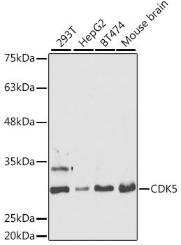 Western blot - CDK5 Polyclonal Antibody (144-05730)