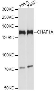 Western blot - CHAF1A antibody (144-61335)
