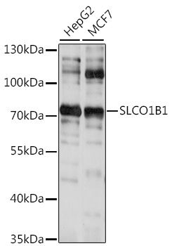 Western blot