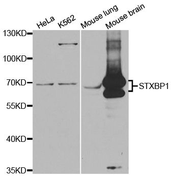 Western blot - STXBP1 Polyclonal Antibody (144-05420)