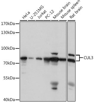 Western blot