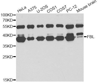 Western blot - FBL Polyclonal Antibody (144-60358)