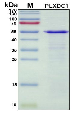 SDS-PAGE