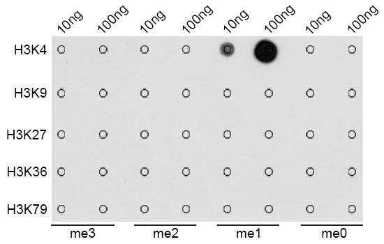 Dot-blot - MonoMethyl-Histone H3-K4 antibody (144-61339)