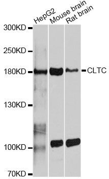 Western blot - CLTC Polyclonal Antibody (144-012423)