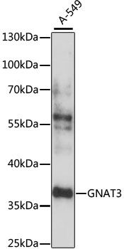 Western blot - GNAT3 antibody (144-61308)