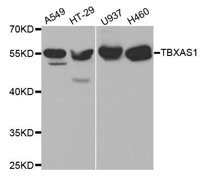 Western blot - TBXAS1 antibody (144-01988)
