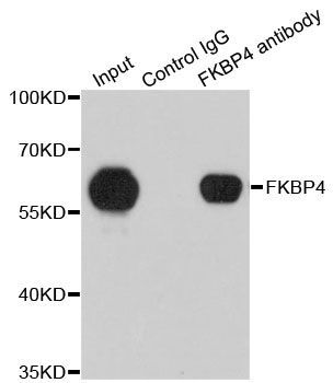 Immunoprecipitation - FKBP4 Polyclonal Antibody (144-05643)