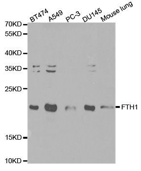 Western blot - FTH1 Polyclonal Antibody (144-01144)