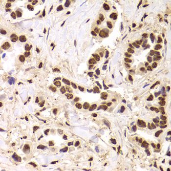 Immunohistochemistry - ANP32A Antibody (144-05768)