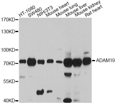 Western blot - ADAM19 Polyclonal Antibody (144-010260)