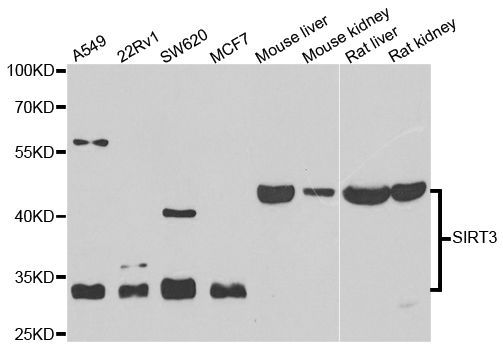 Western blot - SIRT3 Polyclonal Antibody (144-07307)
