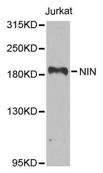 Western blot - NIN antibody (144-08215)