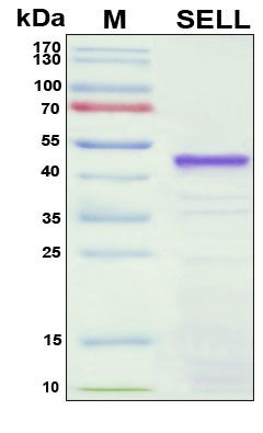 SDS-PAGE