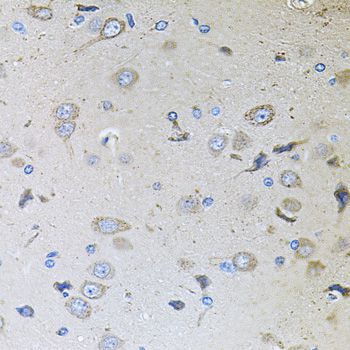 Immunohistochemistry - MEMO1 antibody (144-08582)