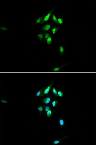 Immunofluorescence - NR3C1 antibody (144-60437)