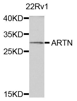 Western blot - ARTN antibody (144-07949)
