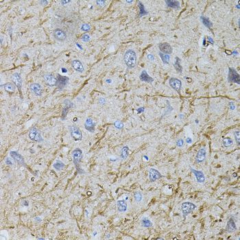 Immunohistochemistry - SLC32A1 antibody (144-03129)