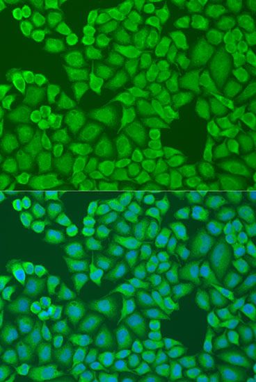 Immunofluorescence - IFI44 antibody (144-08188)