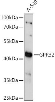 Western blot