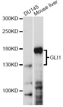Western blot - GLI1 antibody (144-08387)