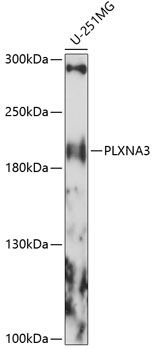Western blot