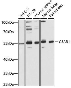 Western blot