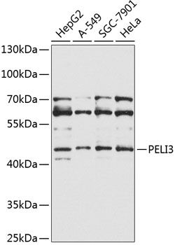 Western blot