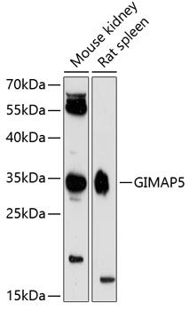 Western blot