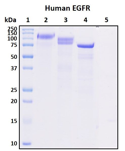 SDS-PAGE