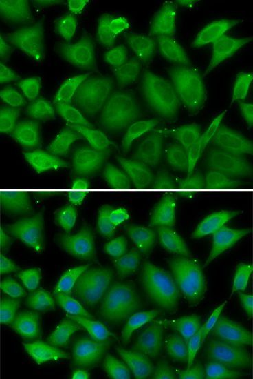 Immunofluorescence - DEFA1 antibody (144-06897)
