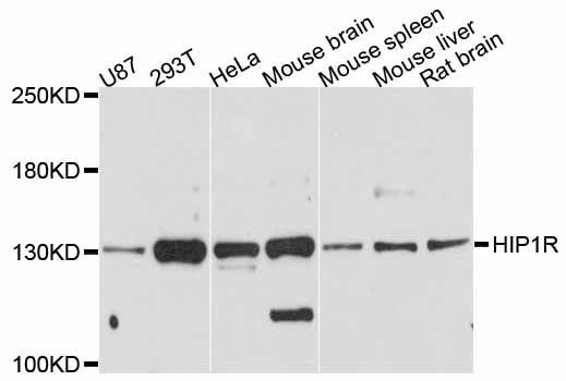 Western blot - HIP1R antibody (144-012026)