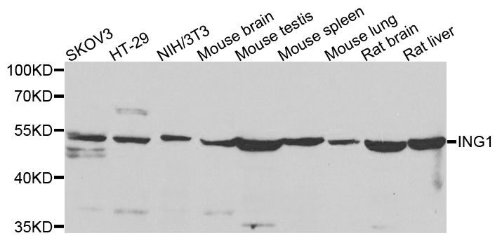 Western blot - ING1 Polyclonal Antibody (144-07904)