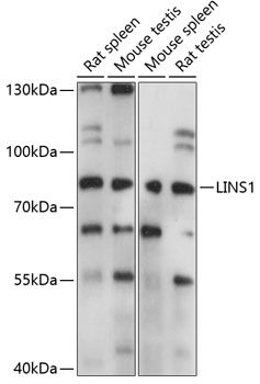 Western blot