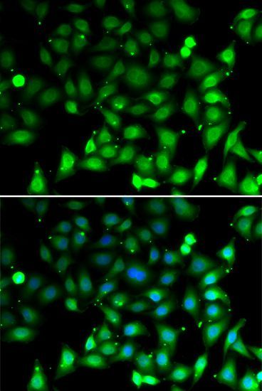 Immunofluorescence - RAE1 antibody (144-06713)
