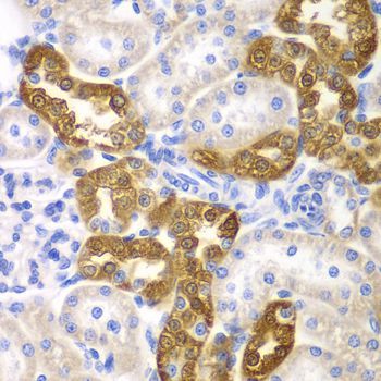 Immunohistochemistry - CD151 antibody (144-01930)