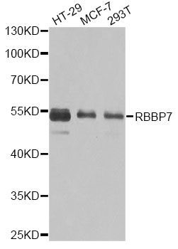 Western blot - RBBP7 Polyclonal Antibody (144-60342)