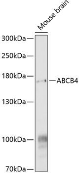 Western blot
