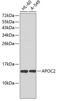 Western blot