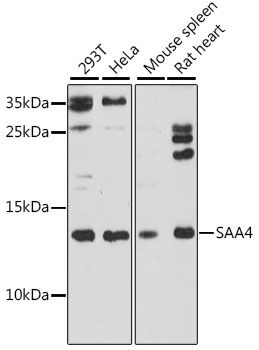 Western blot