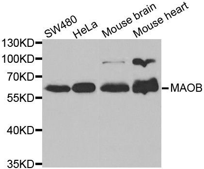 Western blot - MAOB antibody (144-01568)