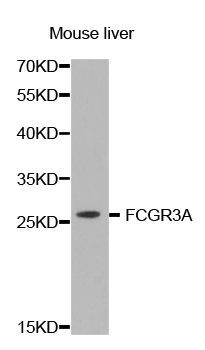 Western blot - FCGR3A Polyclonal Antibody (144-02552)