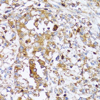 Immunohistochemistry - ACTR2 Polyclonal Antibody (144-05734)