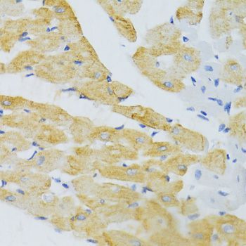 Immunohistochemistry - EDA Antibody (144-02905)