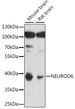 Western blot - NEUROD6 antibody (144-015881)